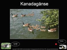 Kanadagans-Präsentation.pdf